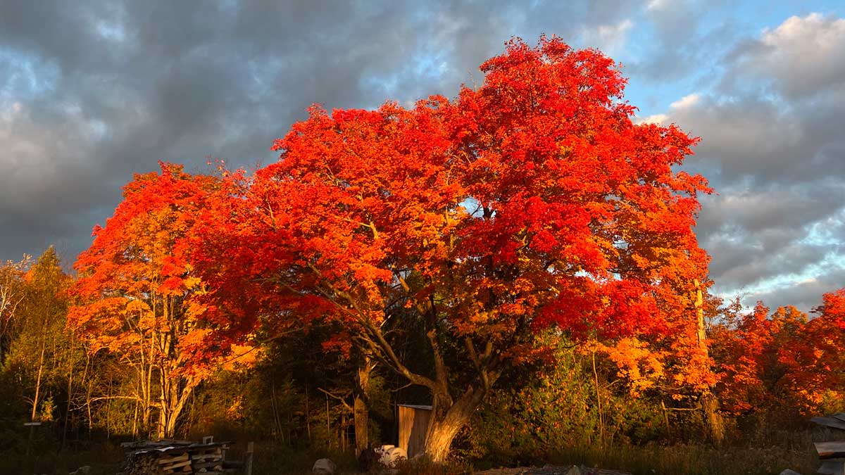 Maple Syrup & Sleigh Rides in Orillia & Severn Township