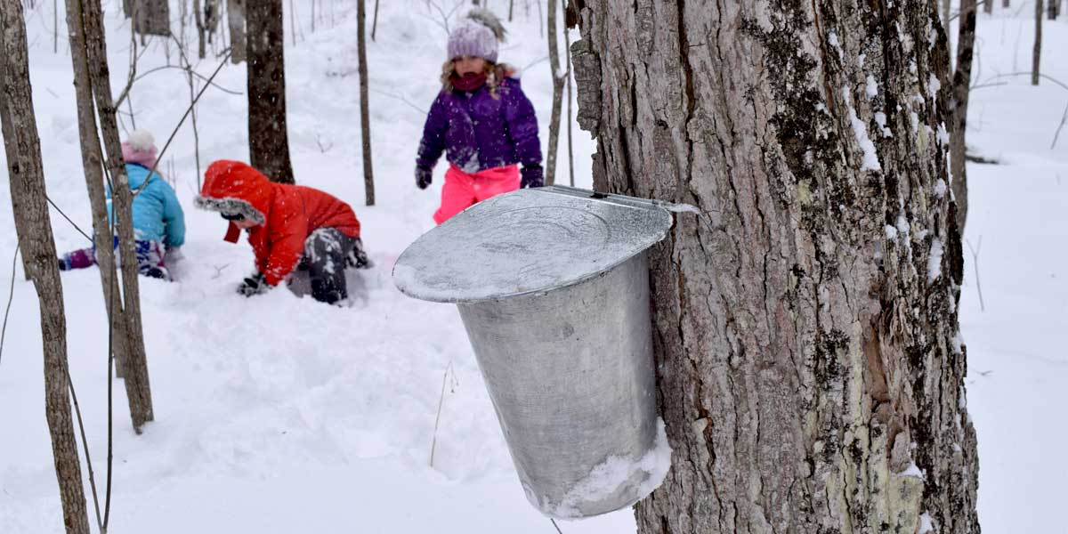 Maple Grove Syrup Sap Bucket